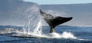 Whales entertain visitors  right in front of the Burgundy!