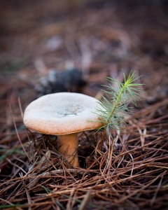 Pine ring mushroom